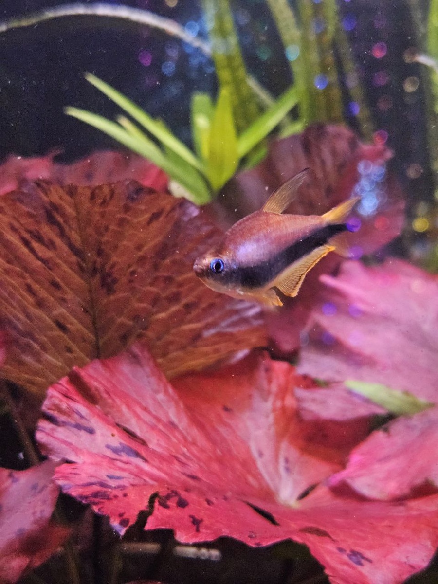 Фотограф - аквариумист. 🎀Ю🎀