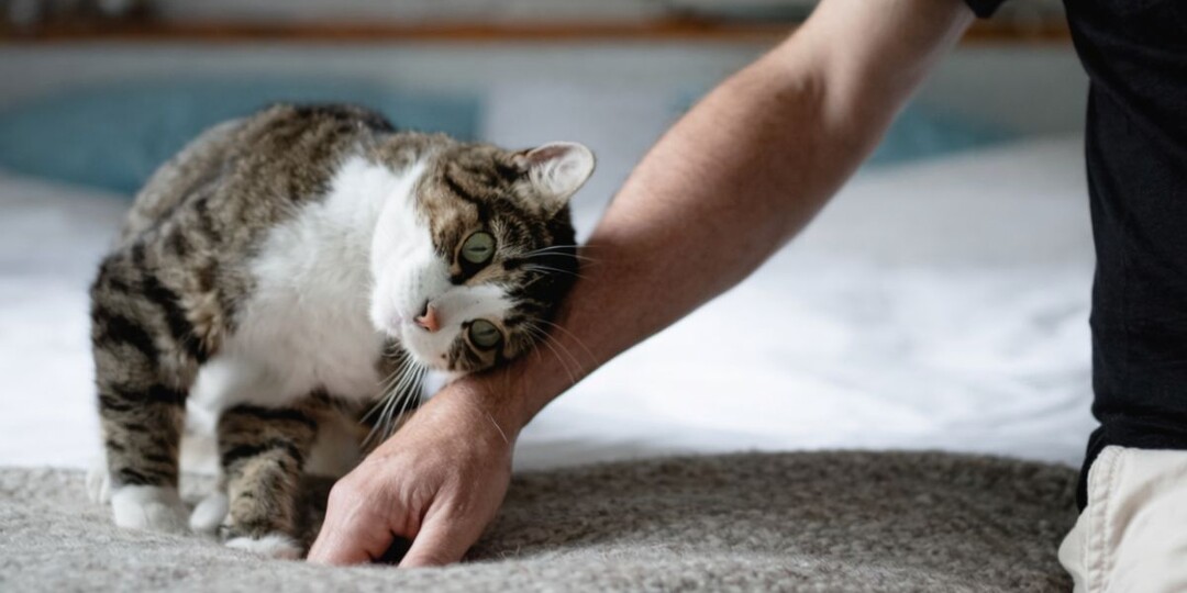 Кошка вдруг стала «липучкой»: когда мур-мур — сигнал, а не нежность