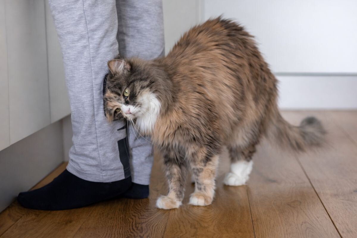 Что значит, если кошка стала слишком ласковой