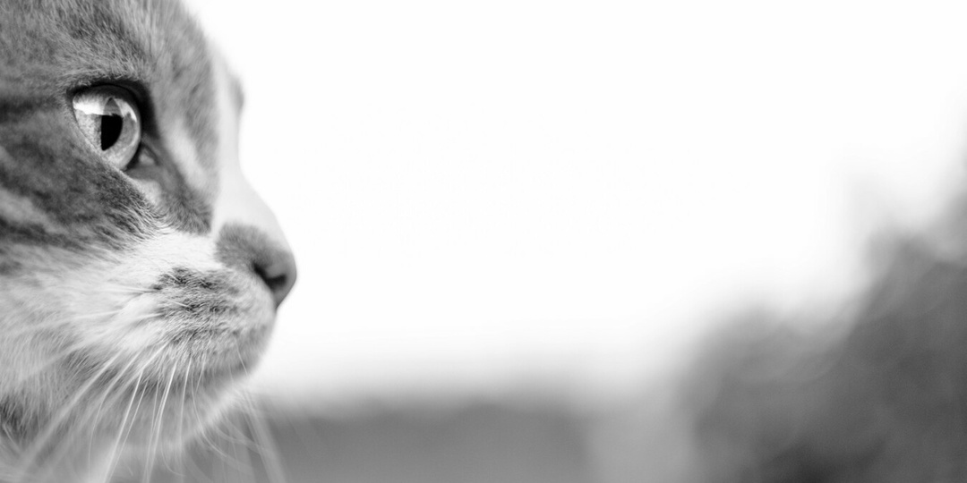 Самому красивому коту мира начали искать пару