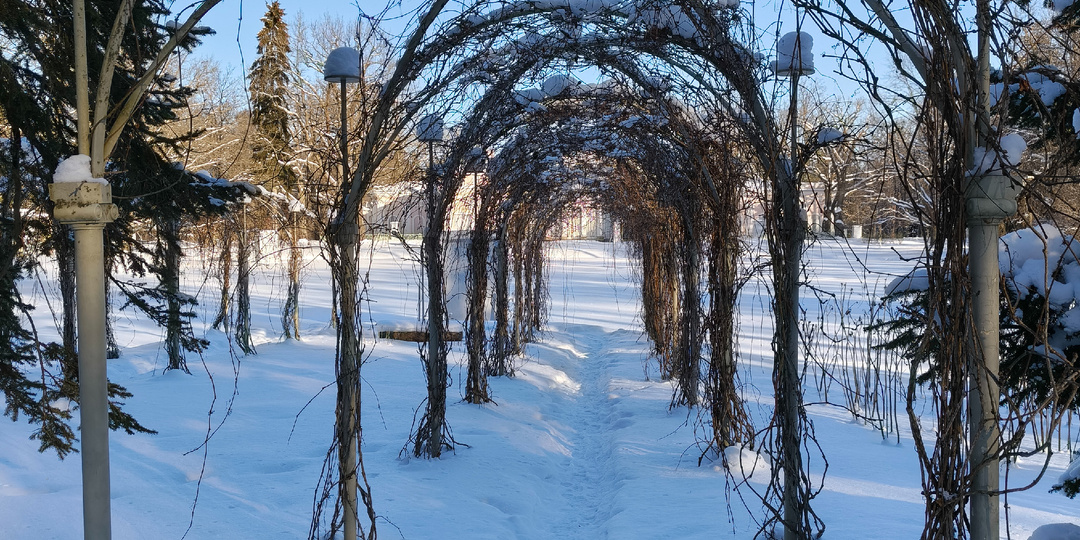 Кто в лес, кто в парк