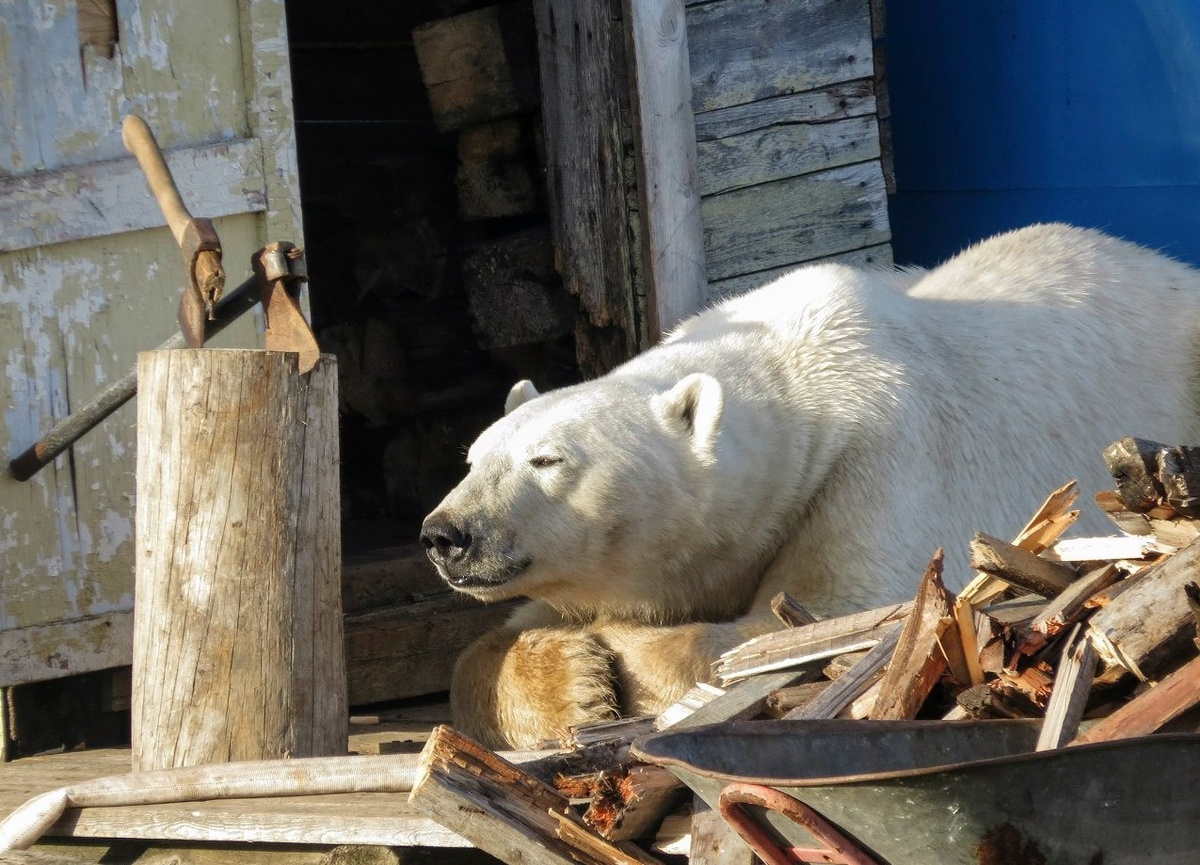 Фото: Александр Пигарев. Фото волонтерской службы «Зелёная Арктика»