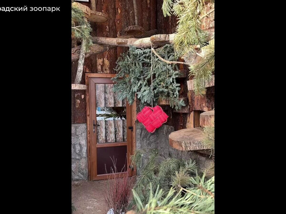    Съедобные "валентинки" для обитателей Ленинградского зоопарка | © Ленинградский зоопарк