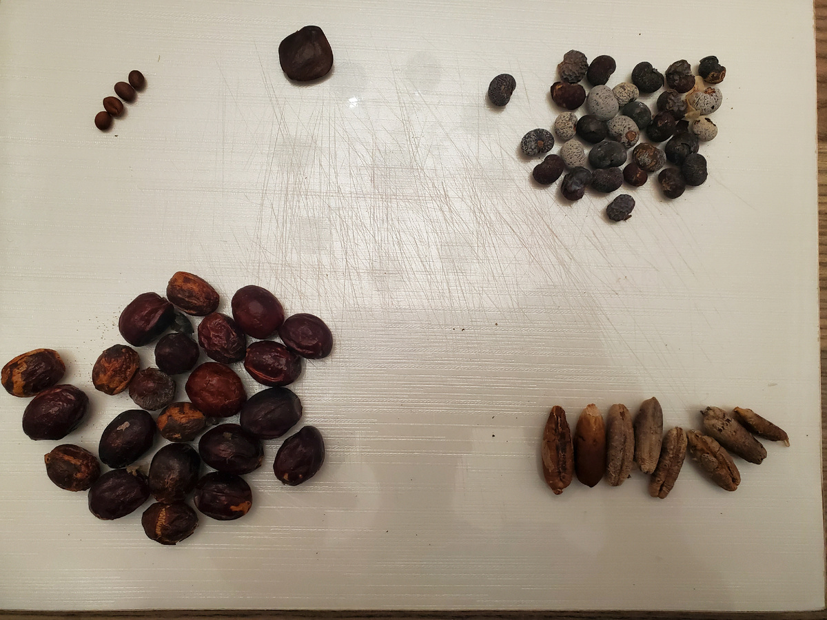 Попробуйте угадать, косточки каких пальм у меня на столе