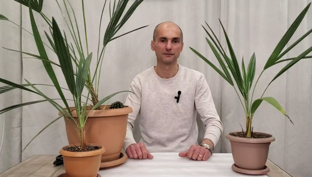 Я и мои пальмы