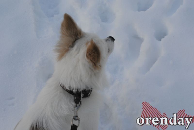 КАРАНТИН ИЗ-ЗА БЕШЕНСТВА ВВЕДЕН В ТРЕХ НАСЕЛЕННЫХ ПУНКТАХ ОРЕНБУРГСКОЙ ОБЛАСТИ