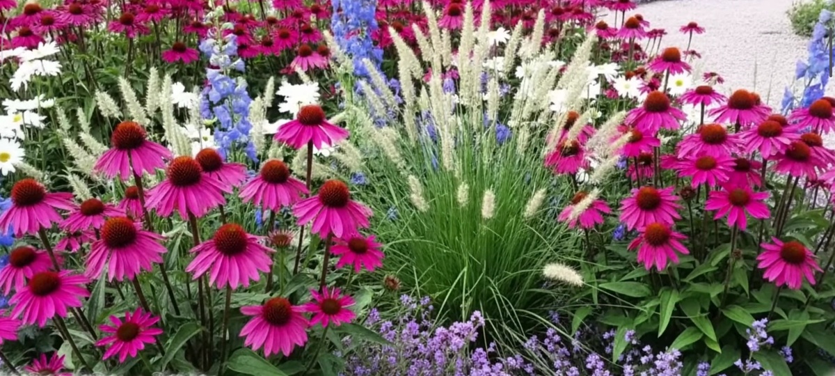 Эхинацея и злаки