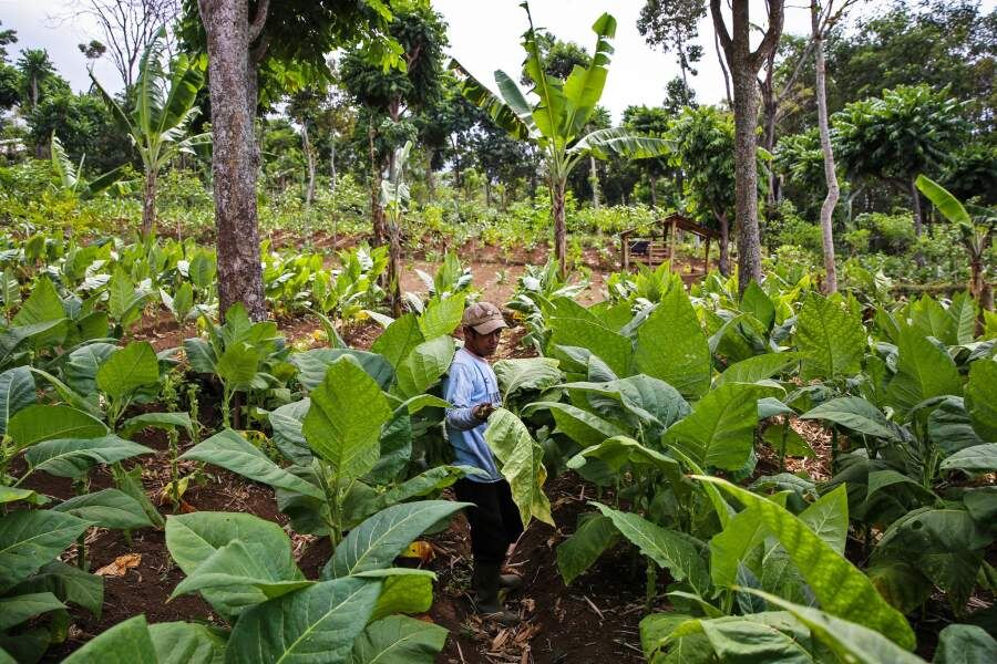 Суматранский табачный деликатес: секреты происхождения и качества сигарного листа Sumatra