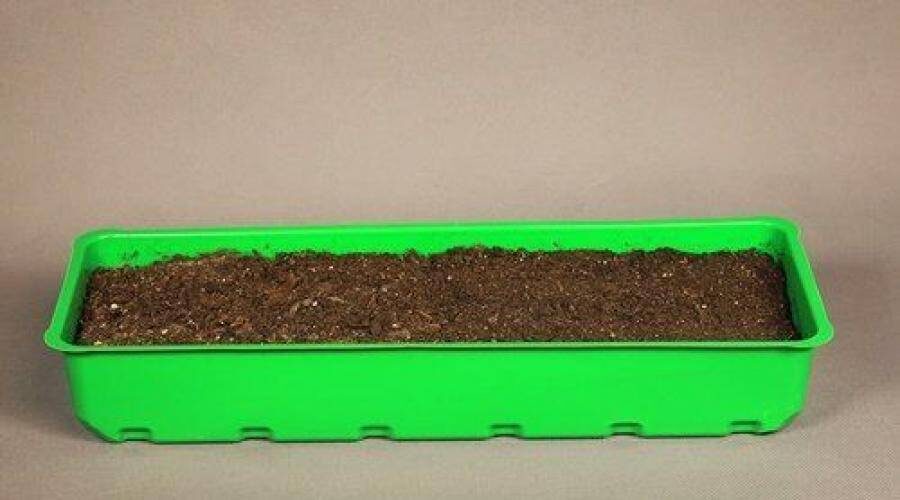 не всодят семена лука