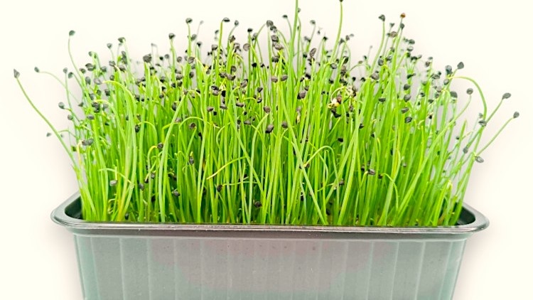 семена лука взошли 