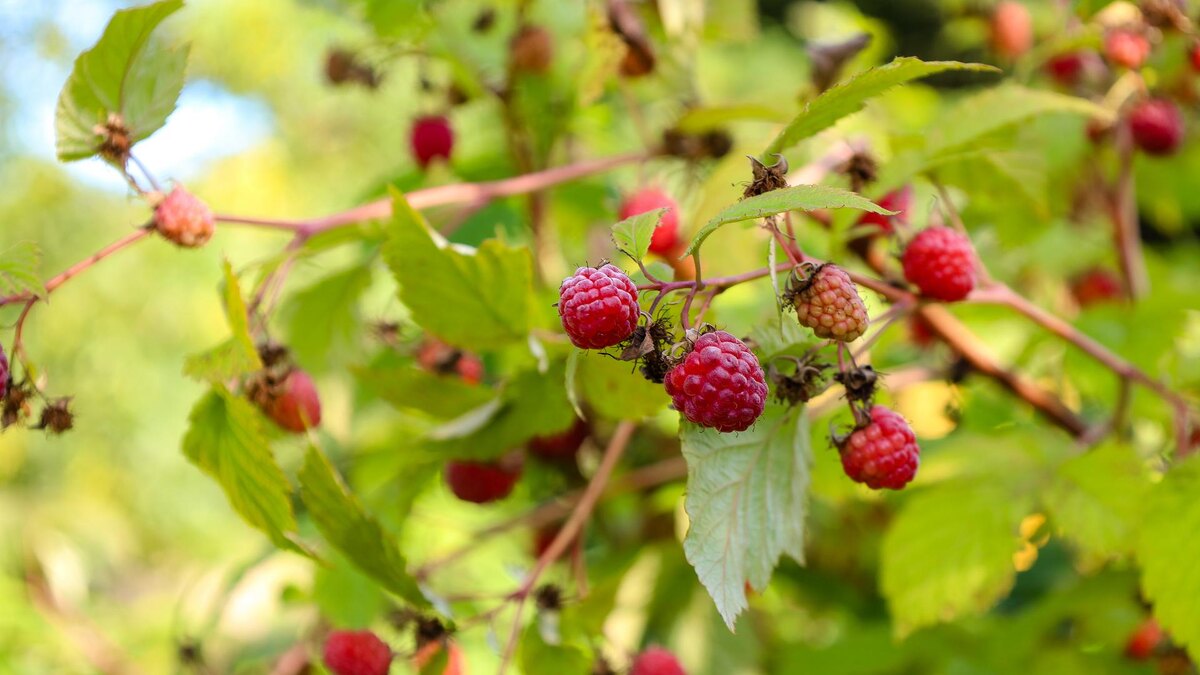 Фото: Elena Mayorova/Global Look Press