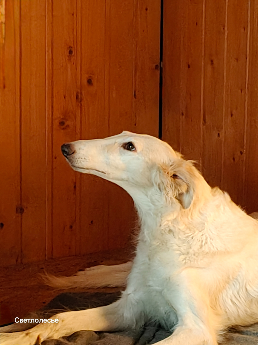 Моя прекрасная Леди