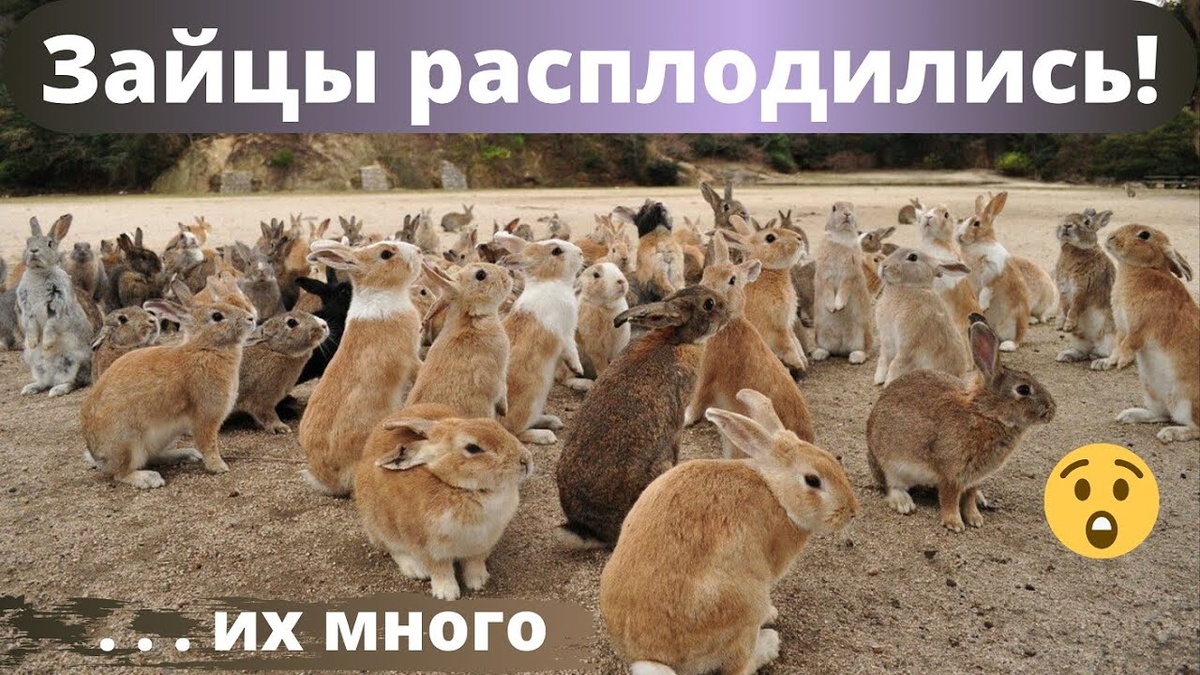 Размножение кроликов: полное руководство
