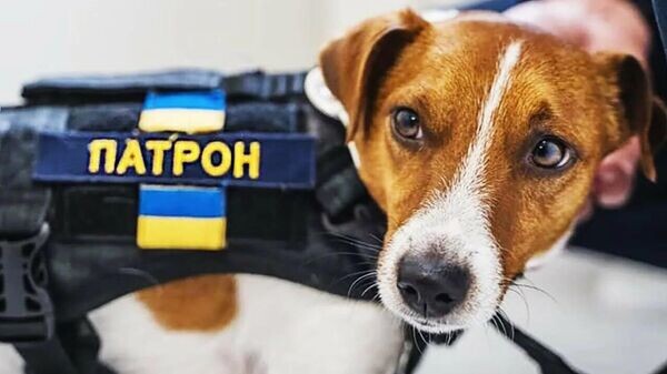    © telegram ukr_2025_ru