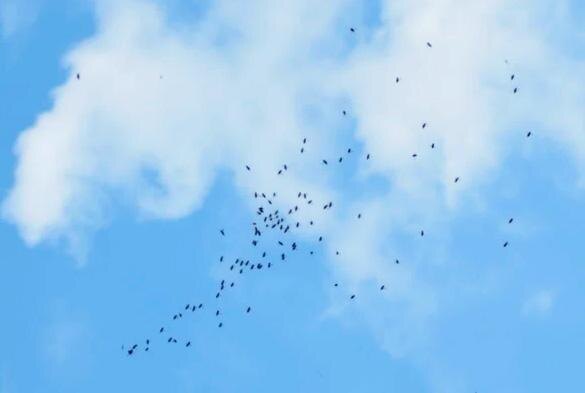 Где спариваются медоносные пчёлы