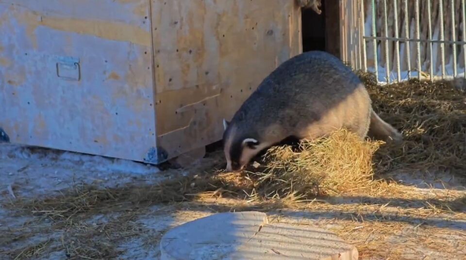    барсук Самсон. Источник: vk.com/zoo_22