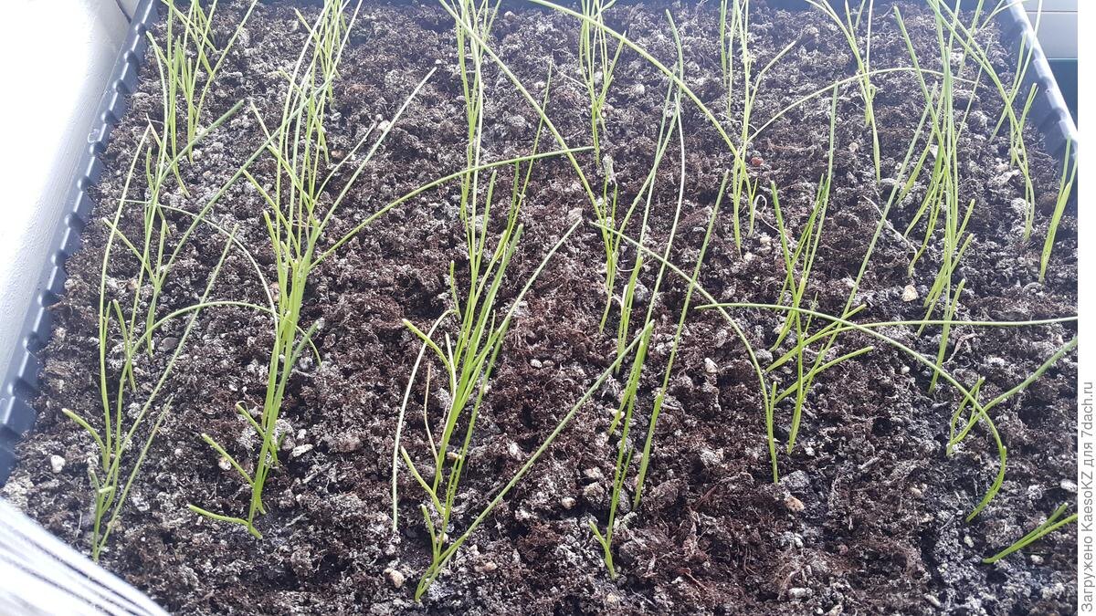 молодая рассада лука