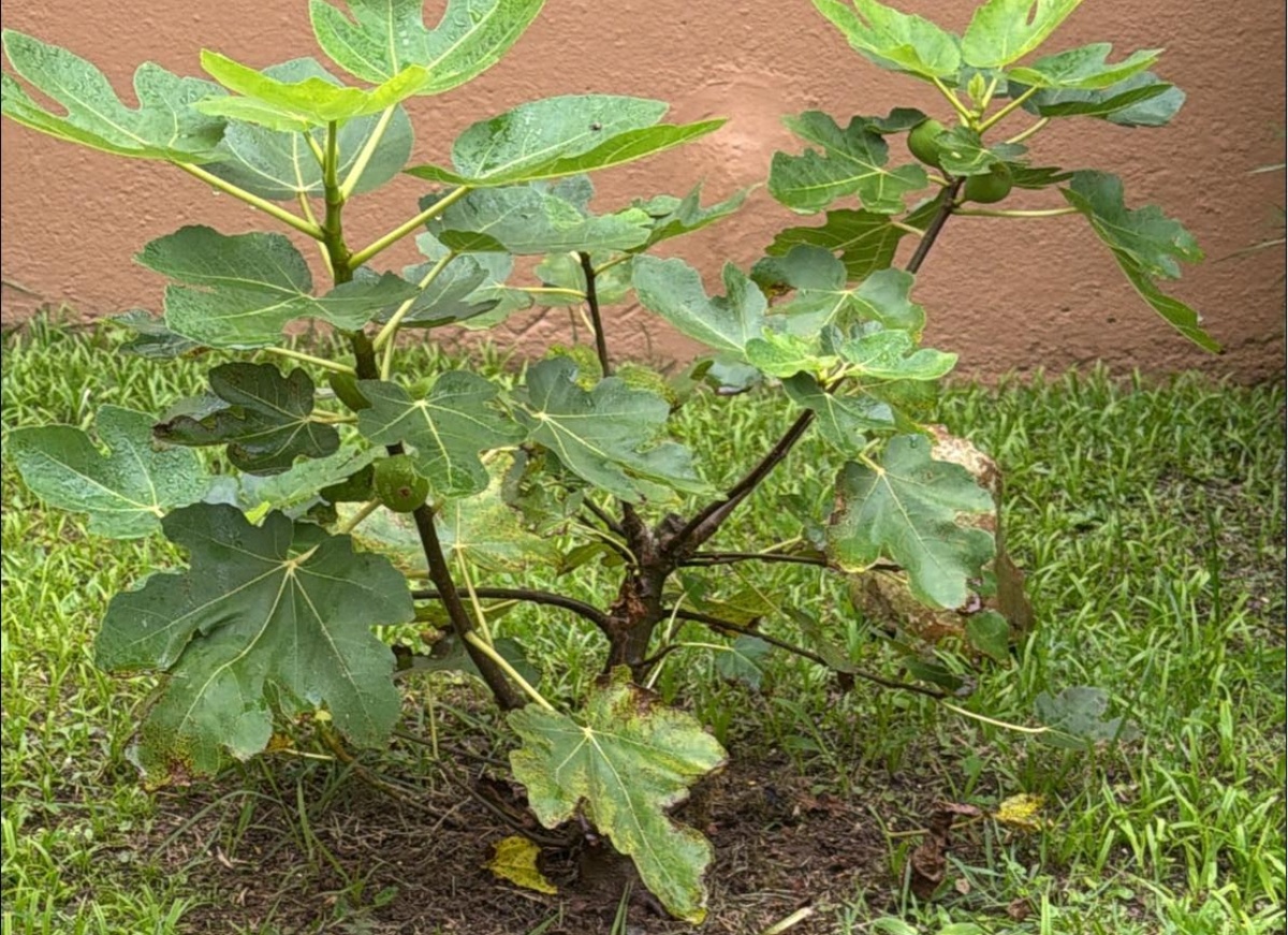 Княжий Аргамак: Активатор почвы для растений Ростов-на-Дону