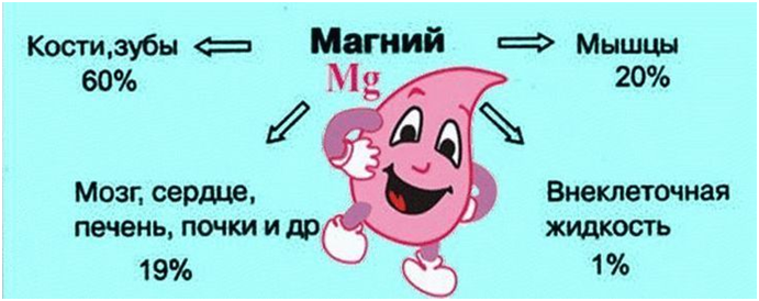 Ткани организма, в которых содержится магний
