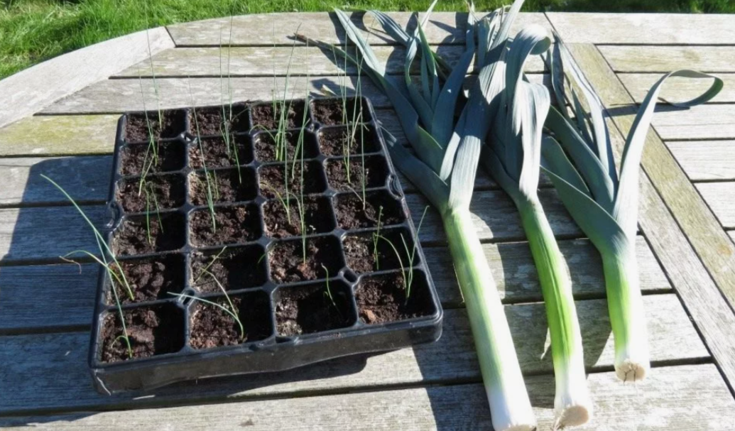 Выращивание рассады лука-порея из семян