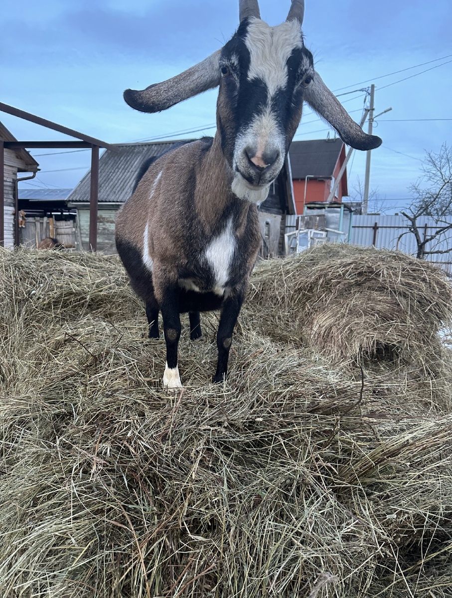 🐞🐌🌸Сенаж

Сенаж — это корм, полученный из провяленной травы, скошенной в ранние фазы вегетации и законсервированной в анаэробных условиях. В отличие от сена, которое должно быть хорошо просушено, трава для сенажа содержит 50–55% влаги.

Технология заготовки: процесс включает: 
 1 Скашивание травы: траву скашивают в оптимальную фазу вегетации (начало колошения злаковых, бутонизация бобовых).
 2 Провяливание: скошенную траву провяливают в валках до достижения влажности 50–55%. Это позволяет снизить потери при консервации.
 3 Измельчение (по желанию): для лучшей трамбовки и консервации траву можно измельчить кормоуборочными комбайнами.
 4 Трамбовка и укрытие: провяленную траву тщательно трамбуют в сенажную траншею или сенажную яму, либо формируют в рулоны, обеспечивая плотность и удаление воздуха.
 5 Консервация: в анаэробных условиях происходит молочнокислое брожение, которое консервирует корм и предотвращает его порчу.
 
Преимущества сенажа:
 • Высокая питательная ценность: благодаря уборке трав в ранние фазы (колошение для злаков и бутонизация для бобовых) сенаж содержит больше протеина, витаминов и микроэлементов, чем сено.
 • Лучшая поедаемость: сенаж более мягкий и сочный, чем сено, поэтому животные поедают его охотнее и усваивают лучше.
 • Меньшие потери питательных веществ: в процессе заготовки потери питательных веществ значительно меньше, чем при заготовке сена, особенно при неблагоприятных погодных условиях.
 
Недостатки сенажа:
 • Ограниченный срок хранения — обычно до 6–9 месяцев.
 • Требует контроля влажности, иначе возможна плесень.
 • Менее калориен, чем кукурузный силос, может потребоваться добавка концентратов.🐌🐞🐐