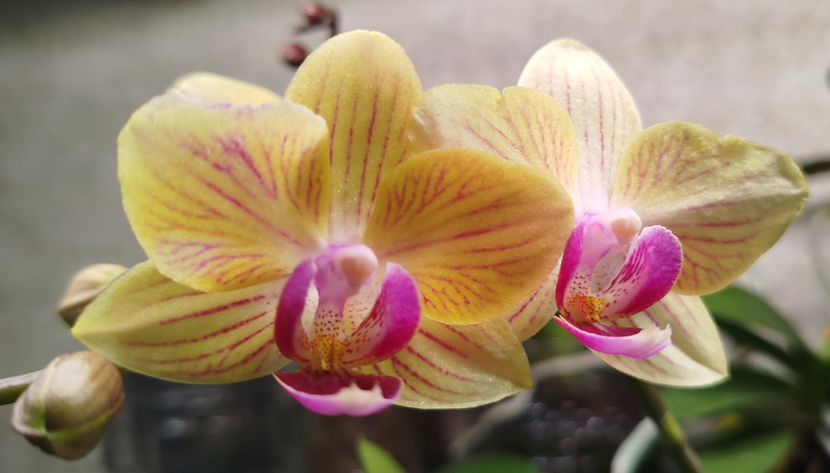 Фото портрет орхидеи фаленопсис орхорадость 