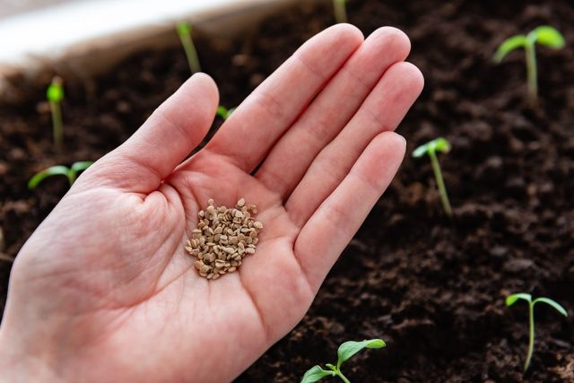 Выбираем семена правильно — как купить и не разочароваться?  📷
