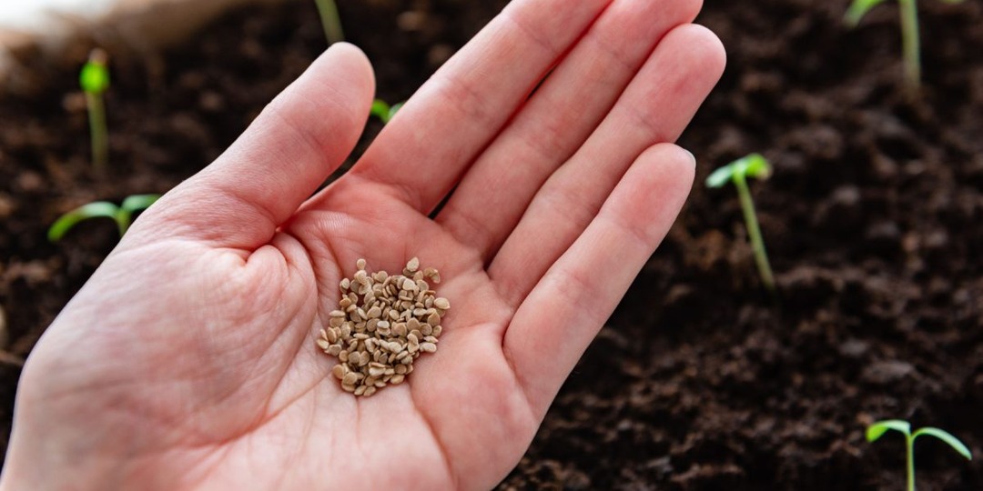 Выбираем семена правильно — как купить и не разочароваться?