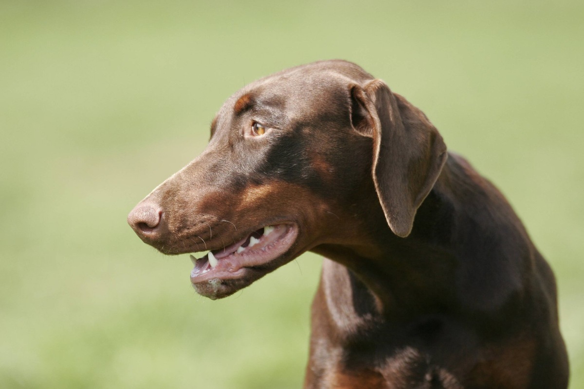    В европейских стандартах закреплены всего два окраса добермана, однако на самом деле их больше