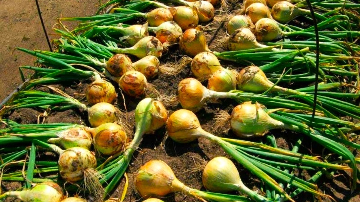 Эксибишен (лат. Allium cepa 'Exhibition')