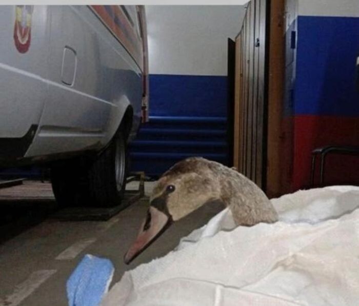 Иллюстрация: Администрация Азова