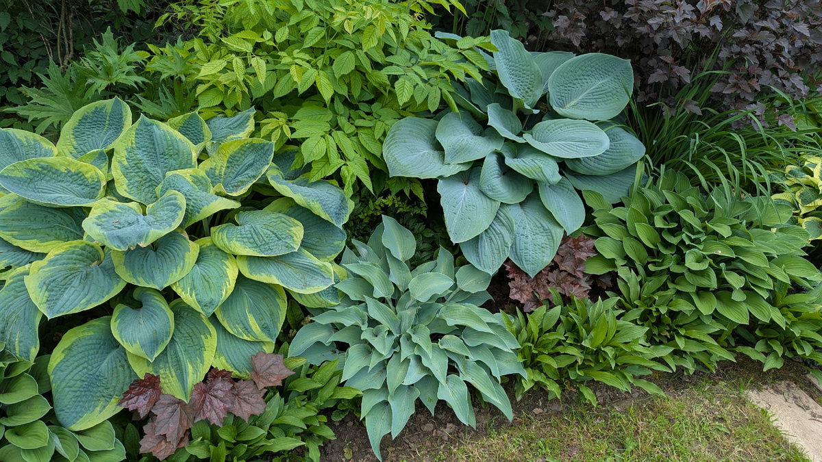 Про голубые хосты с каймой из моей коллекции напишу в следующий раз