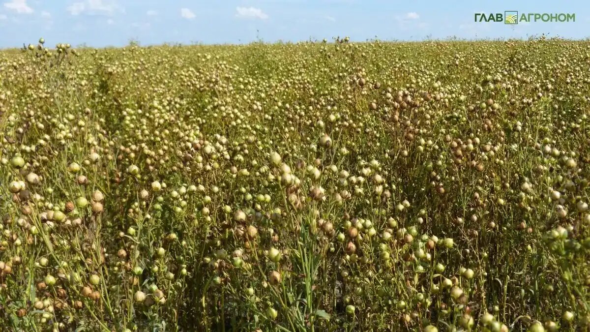 Фото:© Светлана Даренских / Glavagronom.ru
Рейтинг регионов РФ по валовому сбору льноволокна в 2025 году