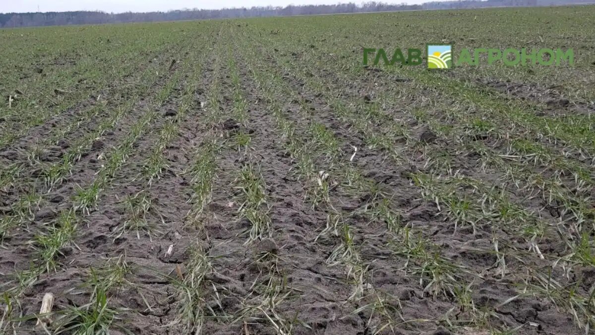 Фото:© Владимир Исаенко / Glavagronom.ru
По мнению Александра Двойных, Россия является стабильным игроком на международной арене