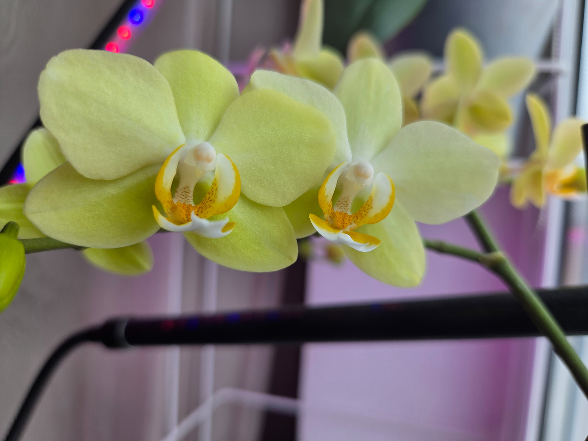 Фото: Зеленая леди,  сад,  семья и томатный сок 