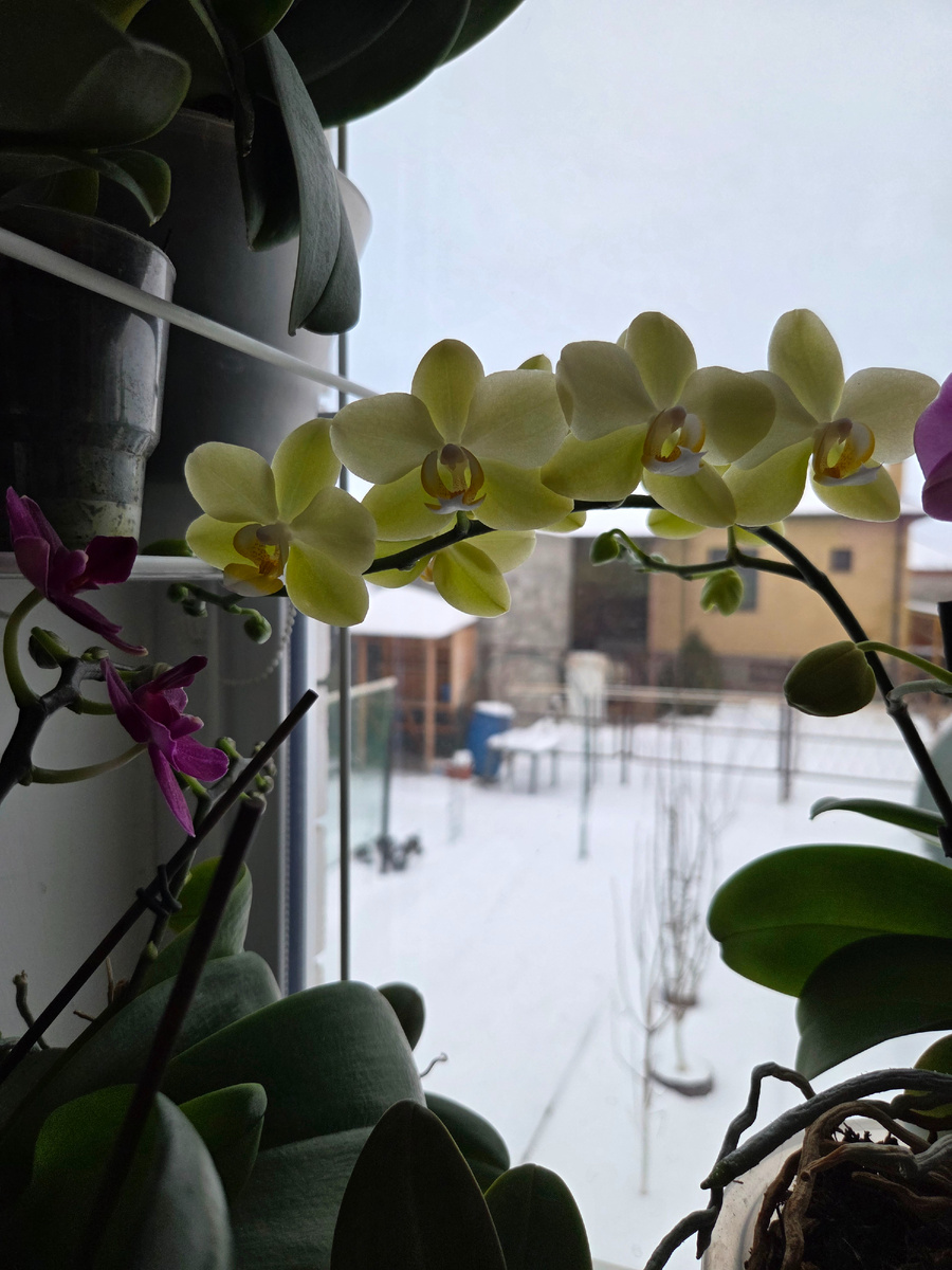 Фото: Зеленая леди,  сад,  семья и томатный сок 