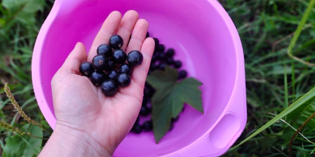 1 таблетка в воду - и под корень: грозди смородины будут гнуть ветки, по 3 ведра ягод с каждого куста