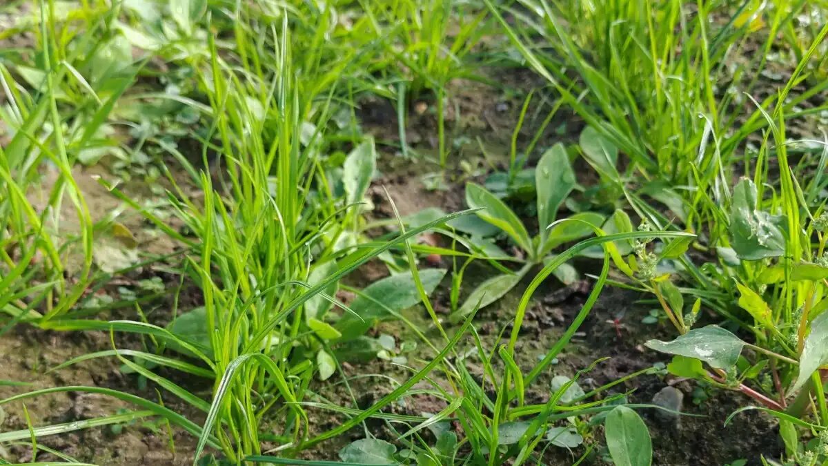 Фото: Ирина Волчкевич
Рис. 1. Дрема в посевах зерновых культур