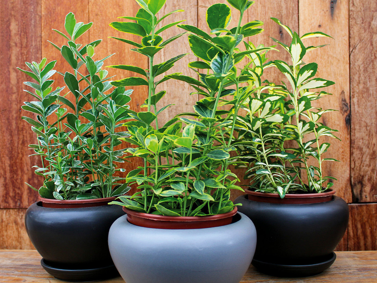 Фотография из интернета