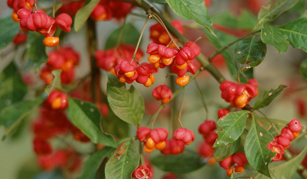 Фотография из интернета