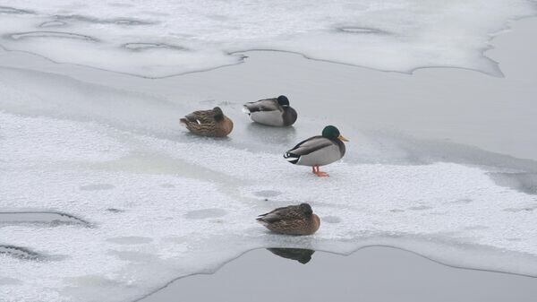   © Sputnik / Василий Малашенков
