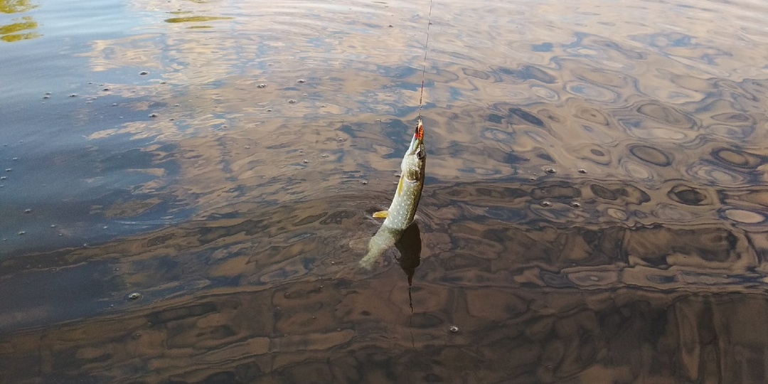 Презентация приманки в спиннинговой ловле
