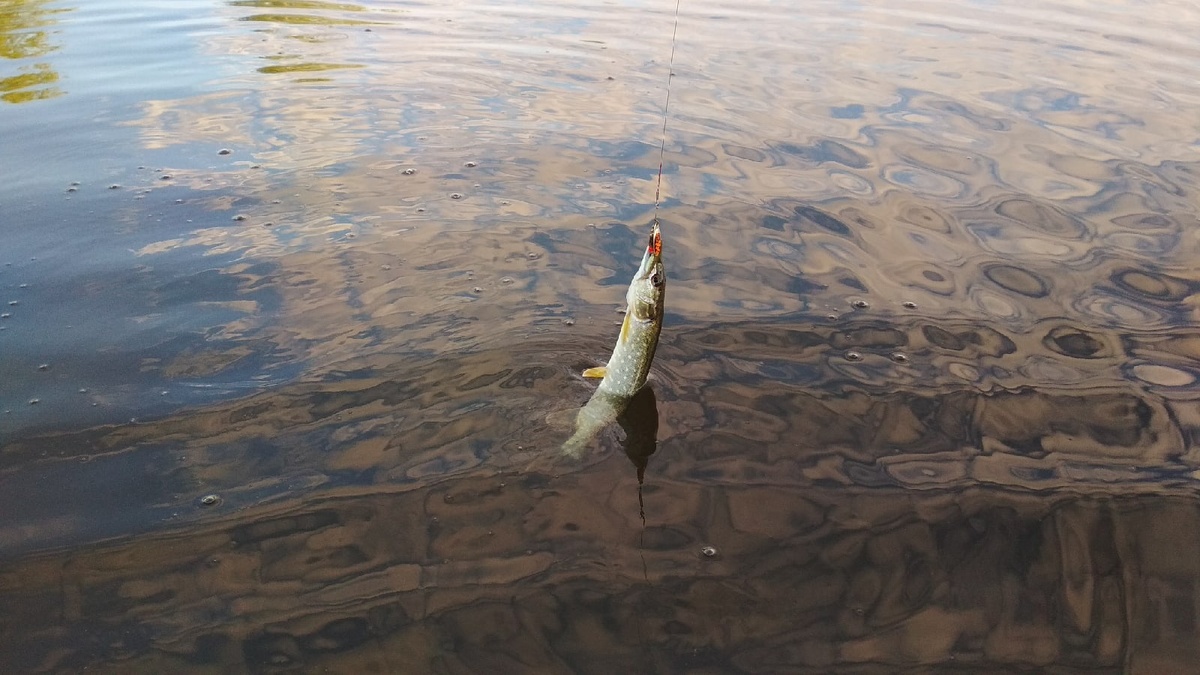 Порой, "на выбросе" клюёт не только жерех или голавль