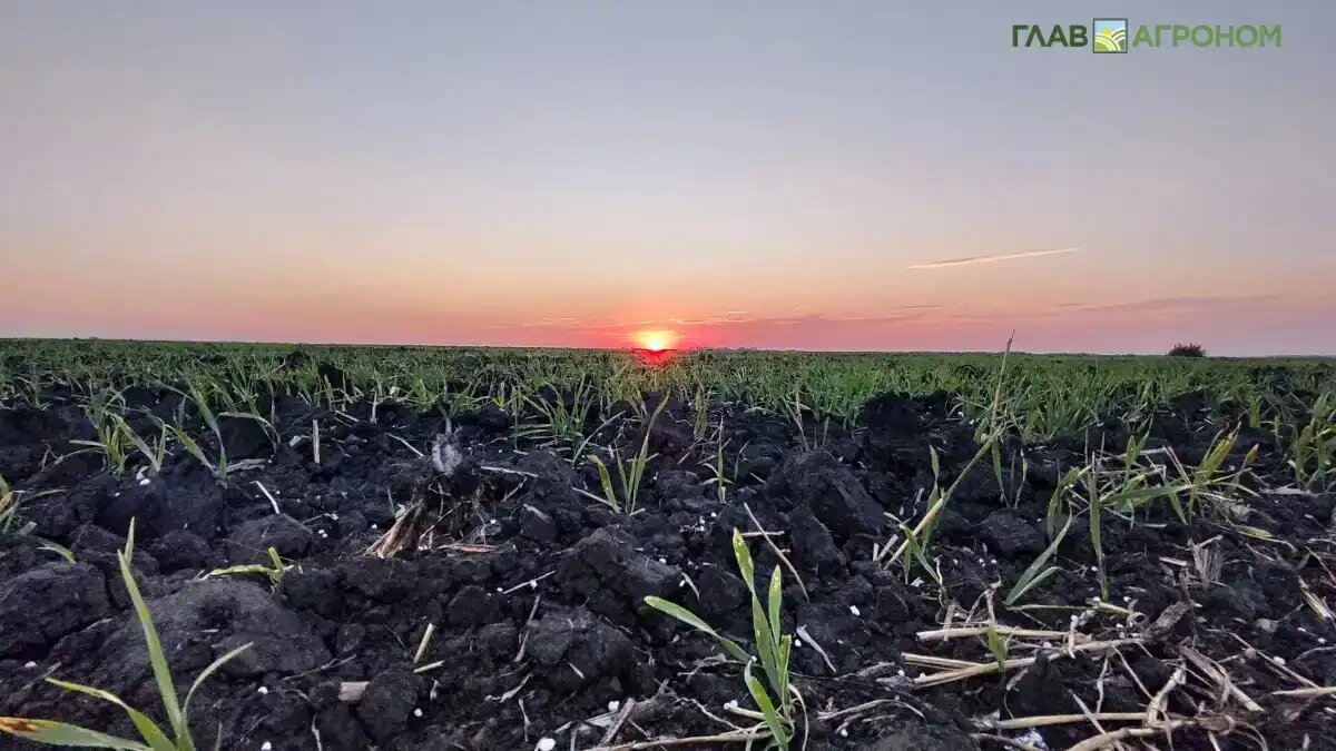 Фото:© Артем Борисов / Glavagronom.ru
Почва – как сложная живая система, в которой переплетаются биологические, химические и агротехнические факторы