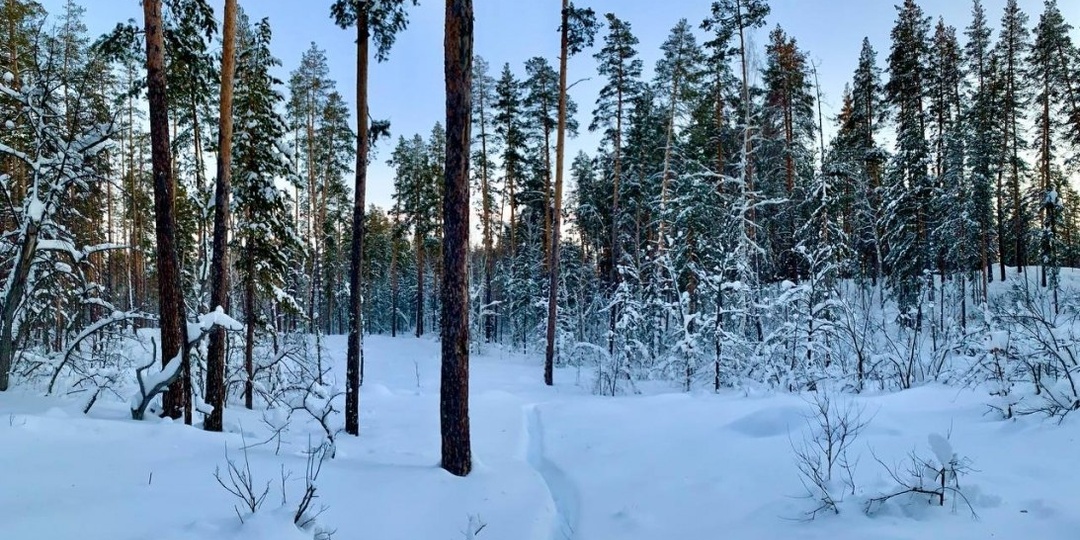 В Бузулукском бору ожидается богатый урожай грибов