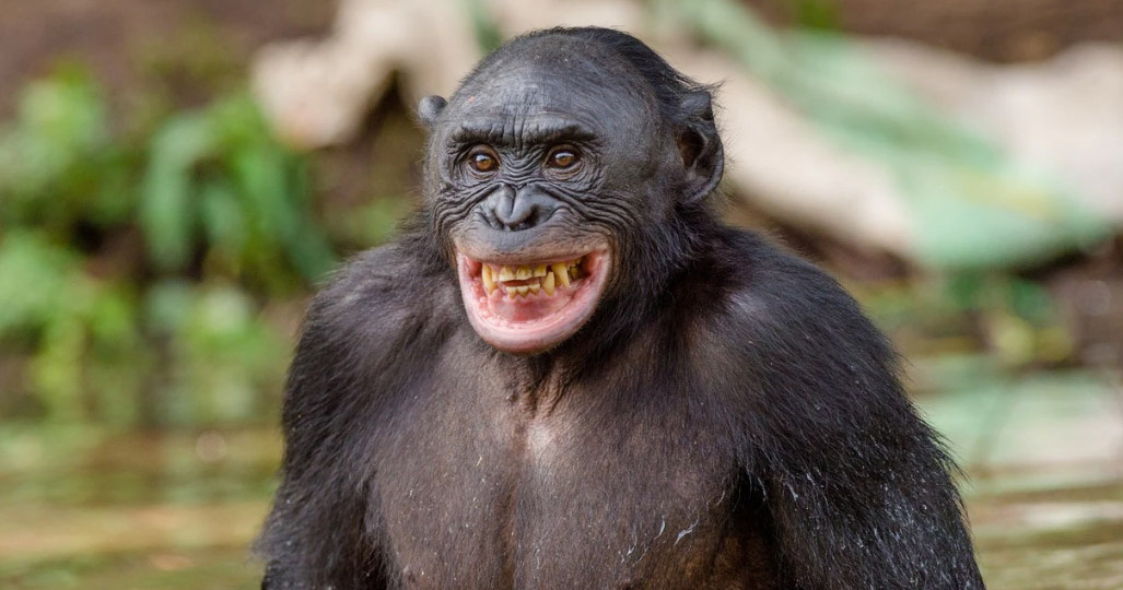 Научные бонобости