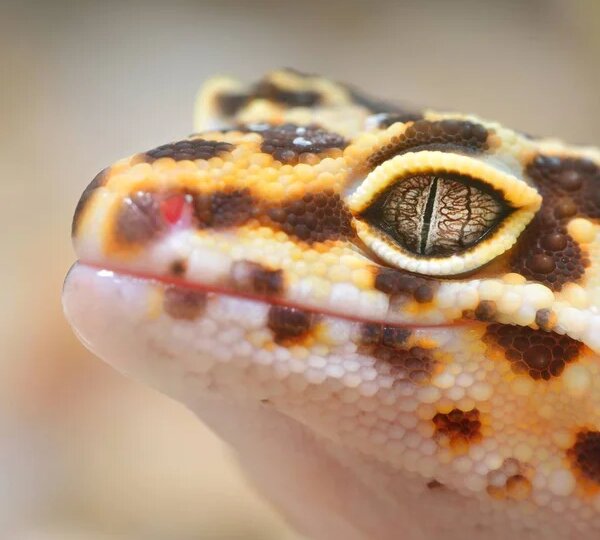 🦎 Леопардовый эублефар — ПОЛНЫЕ условия содержания: террариум, субстрат, микроклимат, кормление и ошибки владельцев (подробное руководство)