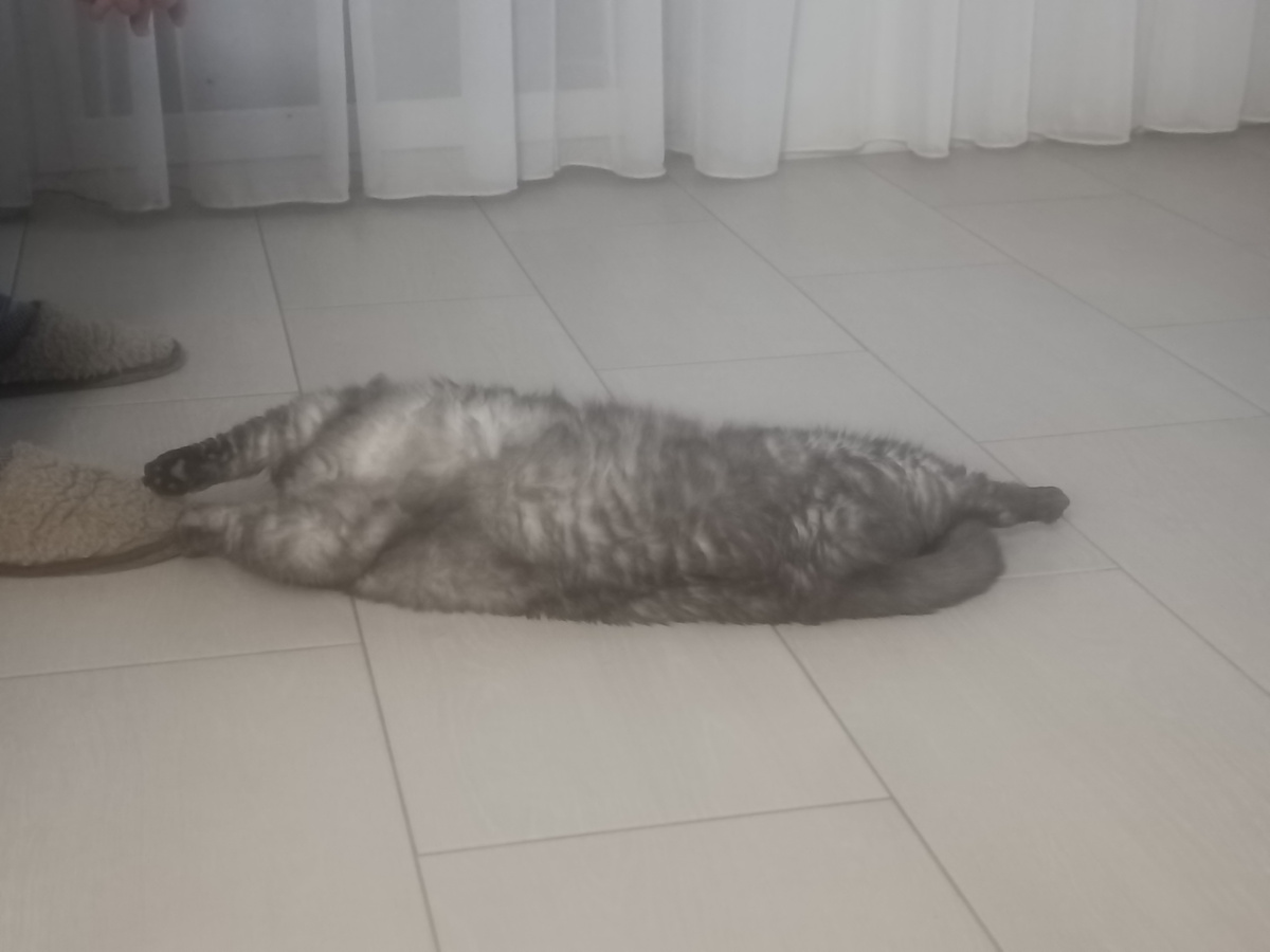 В доме так мало места, что приходится именно посредине комнаты у всех на проходе лежать🤷‍♀️