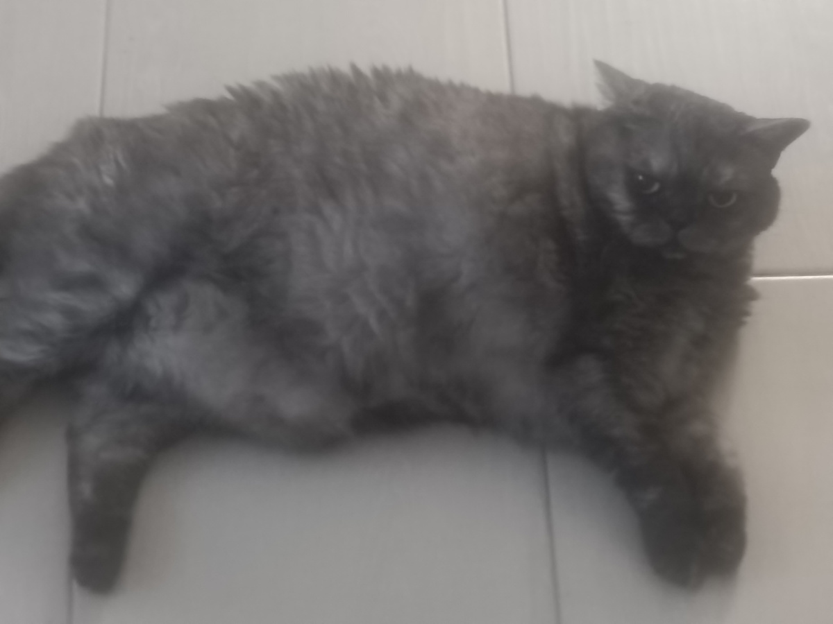 А кошенька всё с боку на бок перекатывается. Чем они там занимаются? Спать мешают😡