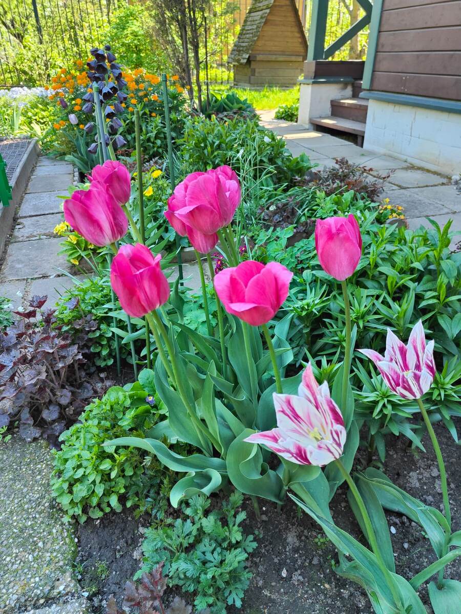 Оба сорта тюльпанов больны пестролепестностью, только на одном это уже сильно заметно, а на другом - почти незаметно.